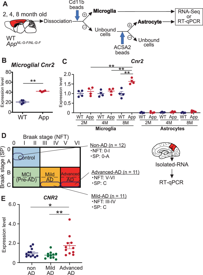 CB2受容体の発現データ