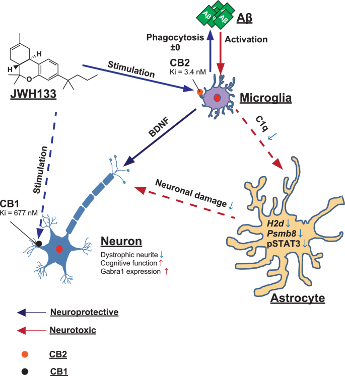 CB2受容体刺激による神経保護メカニズム
